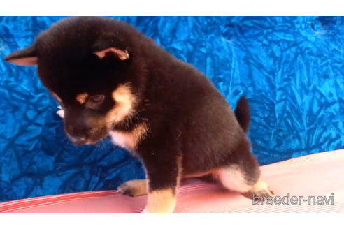 成約済の沖縄県の柴犬-151911の3枚目